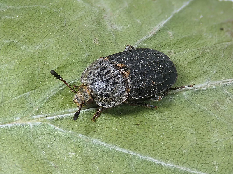 Silphidae: maschio di Thanatophilus sinuatus